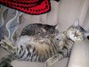 little_kittens.jpg