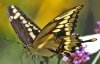 giant_swallowtail_2_cr_0.jpg