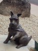 Sun City sc dog 5724.jpg